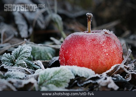 
                Apfel, Frost                   