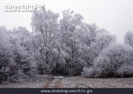 
                Park, Winterzeit, Frost                   