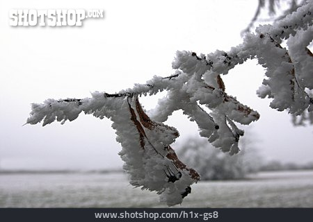 
                Zweig, Schnee, Eiskristalle                   