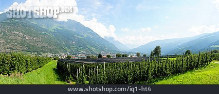
                Südtirol, Obstplantage                   