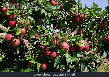 
                Apfelbaum, Obstplantage                   