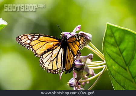 
                Schmetterling, Monarch, Amerikanischer Monarch                   