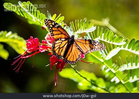 
                Schmetterling, Monarch, Amerikanischer Monarch                   