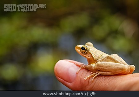 
                Frosch, Madagaskar                   