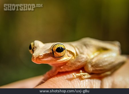 
                Frosch, Madagaskar                   