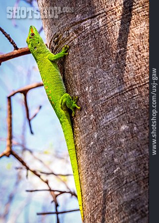 
                Taggecko, Madagaskar-taggecko                   