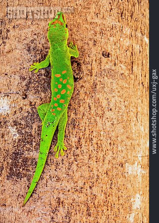 
                Taggecko, Madagaskar-taggecko                   
