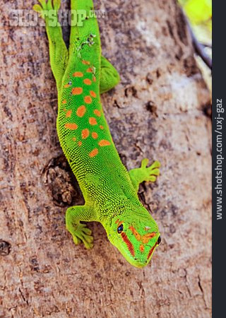 
                Taggecko, Madagaskar-taggecko                   