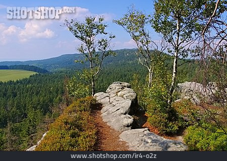 
                Wald, Heuscheuergebirge                   