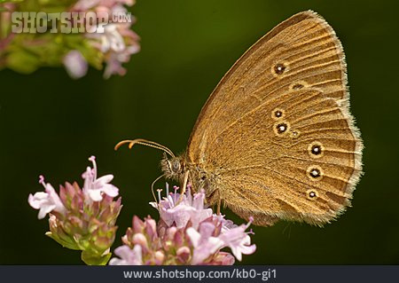 
                Schmetterling, Brauner Waldvogel                   