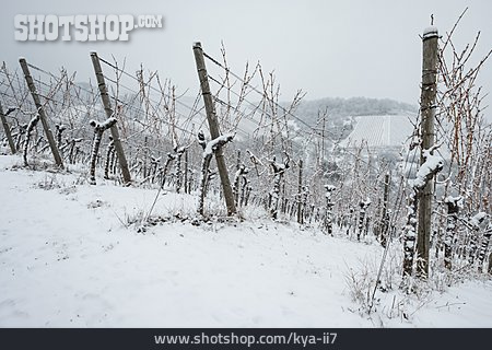 
                Winter, Weinstock                   