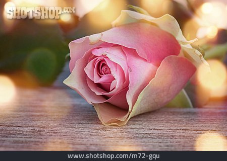 
                Rose, Romantic                   