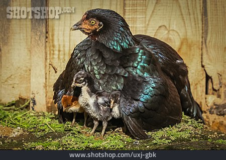 
                Tierfamilie, Küken, Henne, Hühnerküken                   