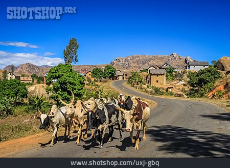 
                Rind, Viehwirtschaft, Zeburind, Madagaskar                   