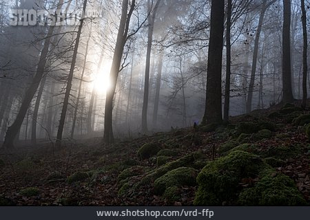 
                Wald, Lichtstrahl                   