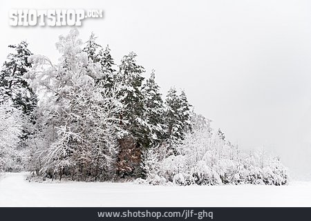 
                Winter, Mischwald, Winterwald                   