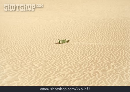 
                Wüstenpflanze, Rippelmarke                   