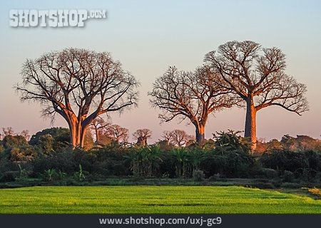 
                Baobab                   