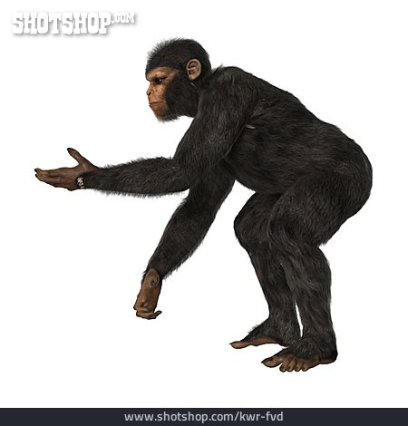 
                Schimpanse, Betteln                   