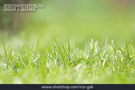 
                Tiefenschärfe, Wiese, Gras                   