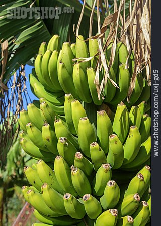 
                Bananen, Bananenstaude                   