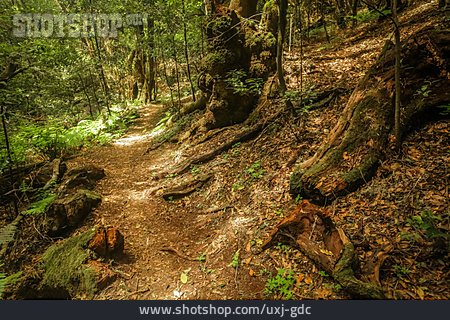 
                Wald, Wanderweg, Vegetation, La Gomera                   