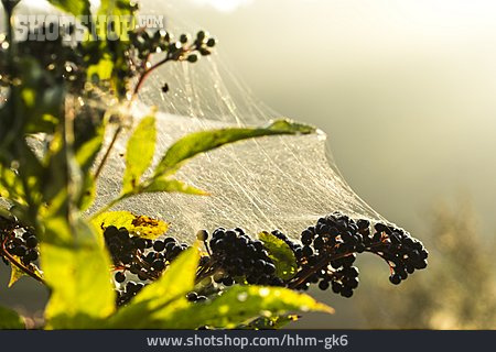 
                Spinnweben, Schwarzer Holunder                   