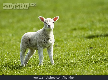 
                Lamb                   
