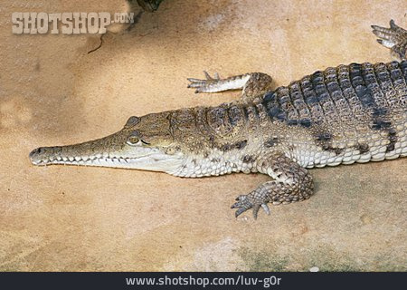 
                Krokodil, Alligator, Kaiman                   