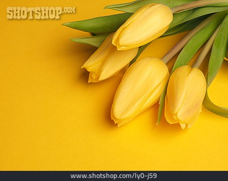 
                Gelb, Tulpen                   
