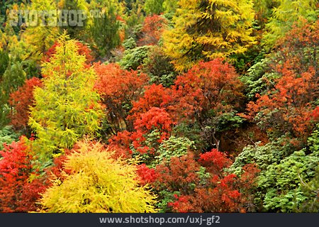 
                Laubwald, Herbstfärbung, Laubfärbung                   