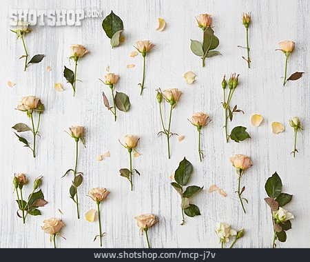 
                Blumenmuster, Rosen                   