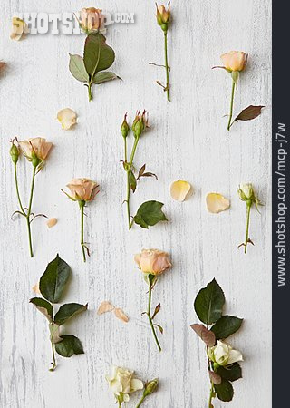 
                Blumenmuster, Rosen, Floral                   