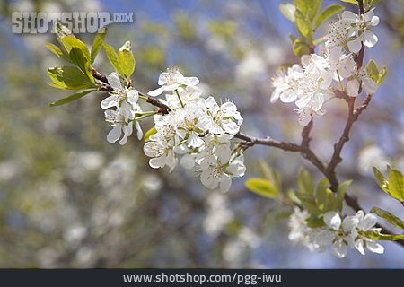 
                Obstblüte, Kirschblütenzweig                   