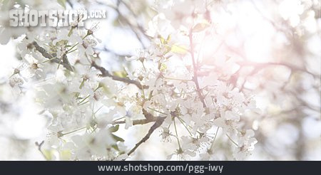 
                Kirschblüte, Frühlingszeit                   