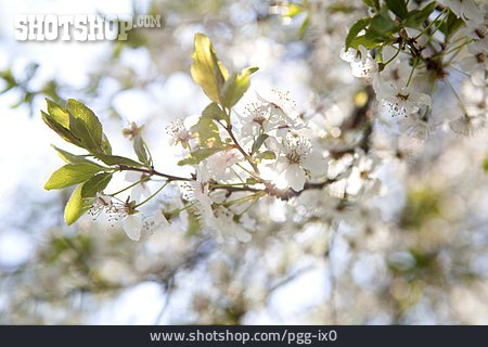 
                Kirschblüte, Filigran                   