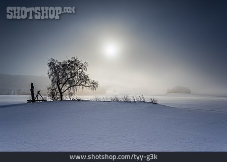 
                Tree, Fog, Winter Sun                   