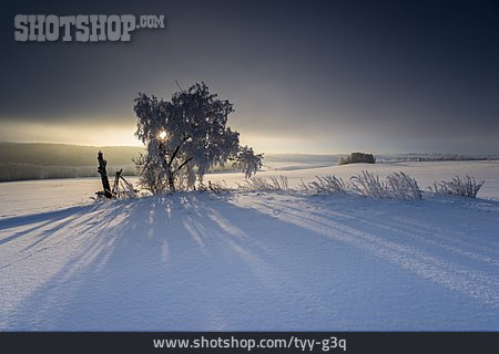
                Baum, Winter, Winterlandschaft, Wintersonne                   