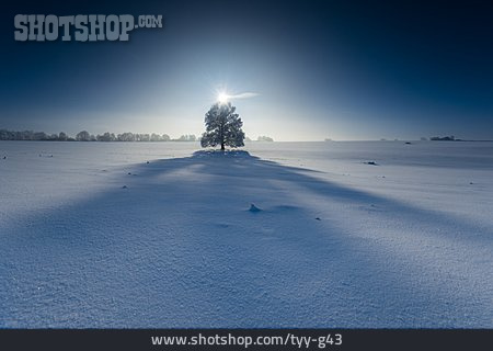 
                Baum, Winter, Schatten, Wintersonne                   