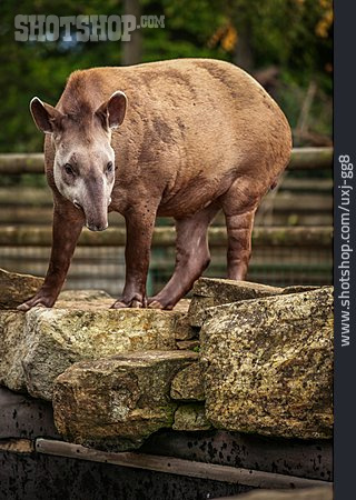 
                Tapir                   