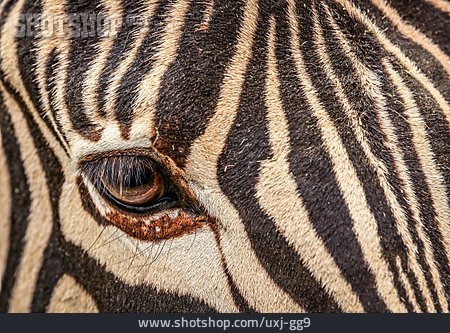 
                Gestreift, Zebra                   