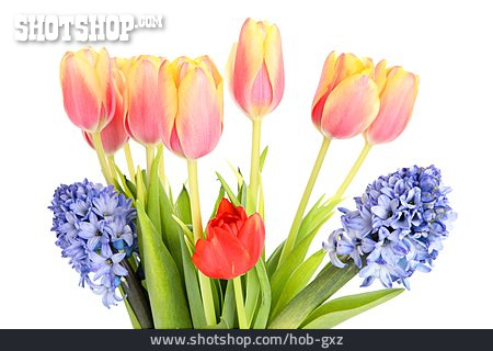 
                Blumenstrauß, Tulpen, Hyazinthen                   