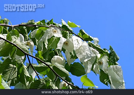 
                Taschentuchbaum                   