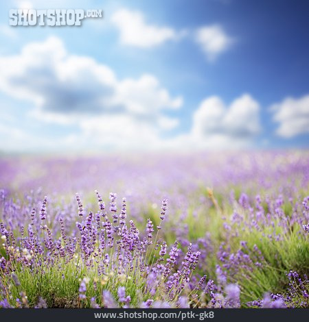 
                Lavendel, Lavendelfeld                   