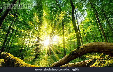
                Sonnenlicht, Wald, Laubwald, Lichtstrahlen                   