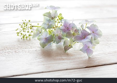 
                Hortensie, Blüten                   