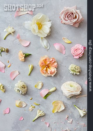
                Blütenblätter, Blumenmuster, Floristik                   