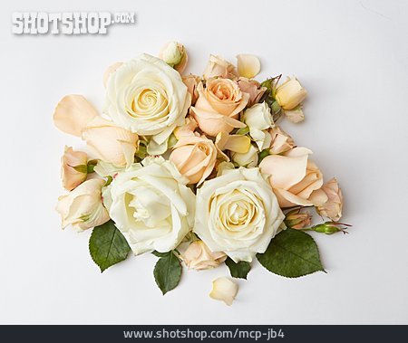 
                Rosen, Blumendekoration, Zart                   