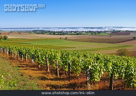 
                Weinbau, Frankreich, Burgund                   