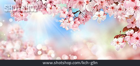 
                Kirschblüte, Frühling, Blüten                   